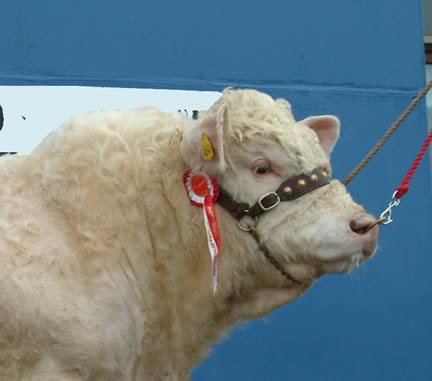 Charolais Bull
