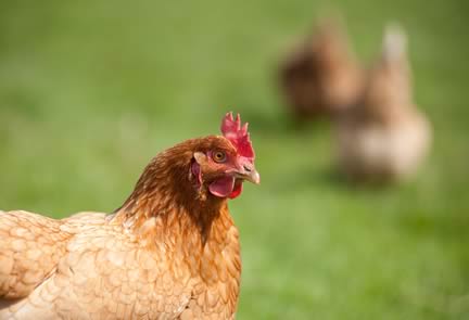 Chook