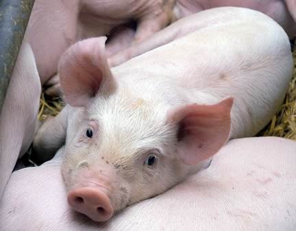Pigs