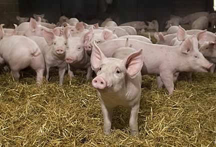 Pigs