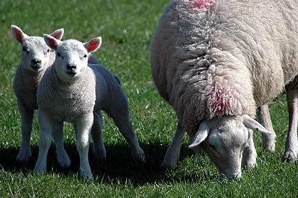 Ewe and Lambs