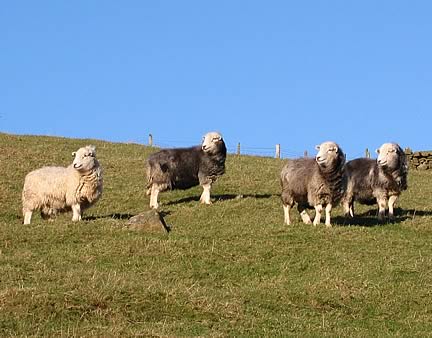 Herdwick sheep