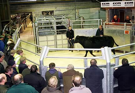 Brian Lund is pictured in the Skipton sales ring with his February prime cattle champion