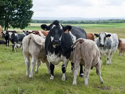Cows and Calves