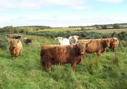 Highland Herd