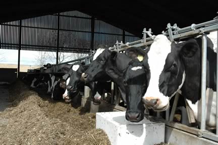 Dairy Cows