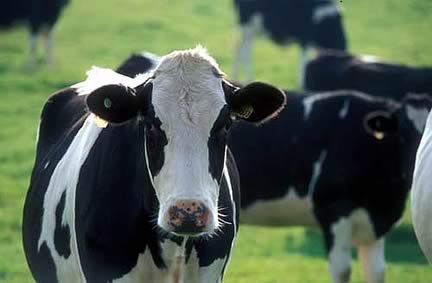 dairy cattle