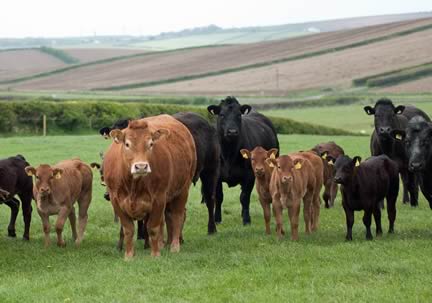 Suckler Herd