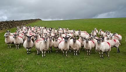 A sheep health plan helps Rosemary and David Dickie produce the most lambs possible for sale from their flock of Scotch Mules
