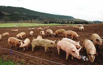 Pigs