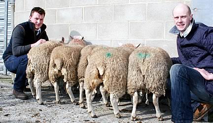 CCM Skipton March prime lamb champions