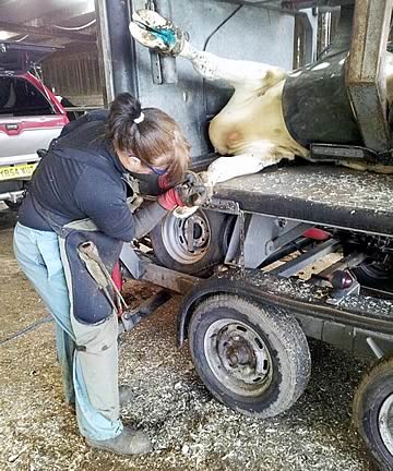 Mandy Cameron is the only female commercial foot trimmer in the country