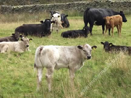 Cattle
