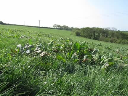Kill docks in grass to maximise silage yields