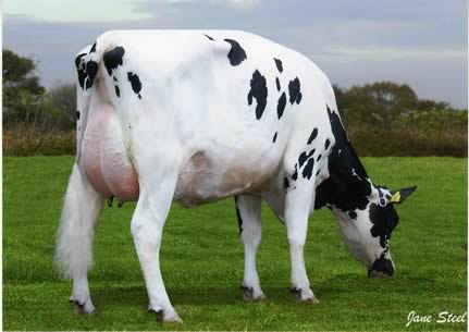 Laurelhill Maestro Fay - 8,500gns