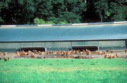 Free Range Hens