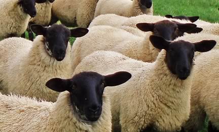 Suffolk Lambs