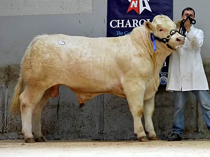 Dungannon13Mountjoy Harlequin 4,400gns