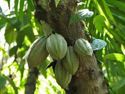 Cocoa Pods
