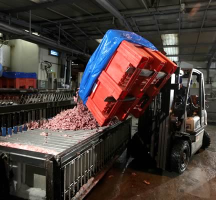 Chicken necks being Dolav tipped on to freezing plates