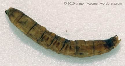 Crane Fly Larva