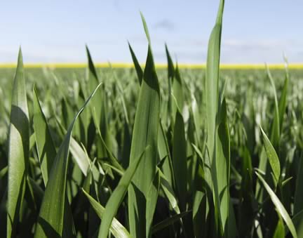 Winter Wheat