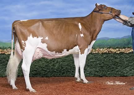 Panda Redfactor Red’s famous mother, Stoneden Fools Gold Red