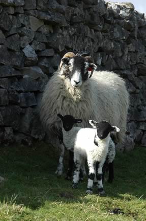 Ewes & Lambs