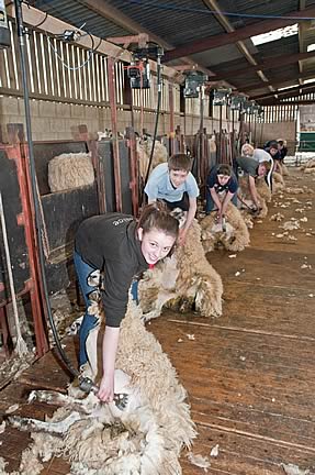 Alice Nixon, of Abbeytown, Arthur Cottingham, of Rosley and Clare Dent, Haydon Bridge, agricultural students at Newton Rigg College shearing at Peter Hetherington's farm at Greenquarries, Welton.