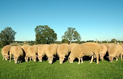 sheep