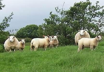 sheep