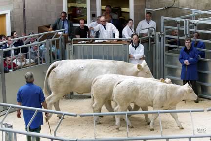 Blelack Babe coming under the hammer with her eight month heifers, Blelack Harmony and Blelack Honesty