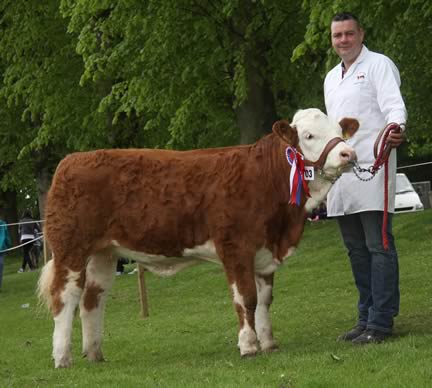 Winner of the 2013 Woodcraft Kitchens (Kilrea) junior Simmental heifer derby was Scribby Farms Daisy shown by Keith Nelson, Rosslea