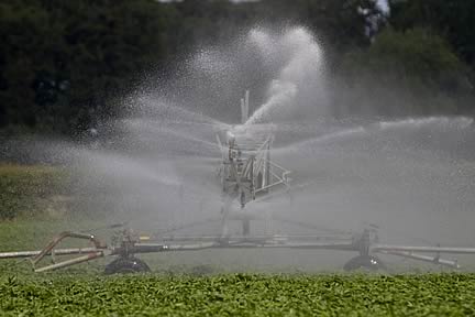 Potato Irrigation
