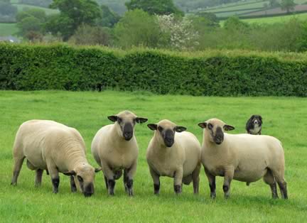 Hampshire Down Rams