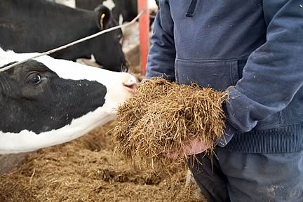 Silage