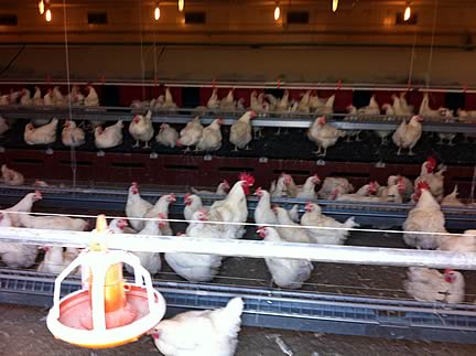 Turkish Poultry
