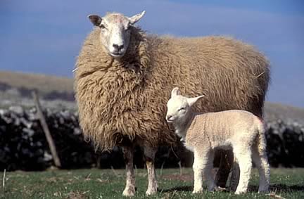 Ewe and lamb