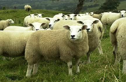 Farm Images