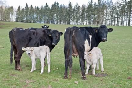 Cows and spring born calves