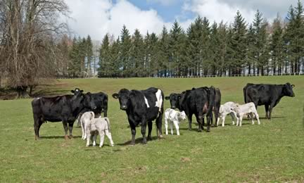 Cows and spring born calves