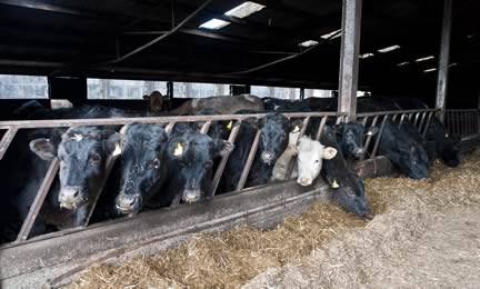 Greystoke Farms