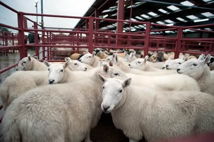 Longtown Mart