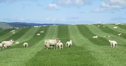 The field Neil Fettes sowed with BAR FORAGE HIGHLANDER