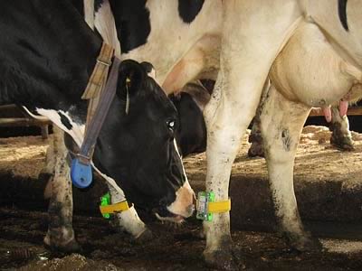 Cows Wearing Pedometers