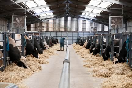 Cogent Lea Lane Stud