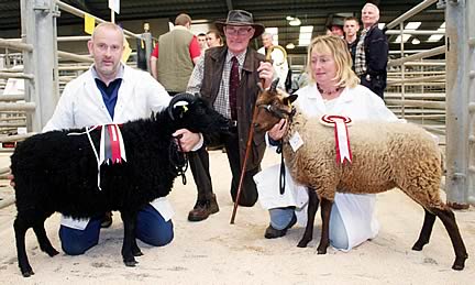 Manx Loaghtan
