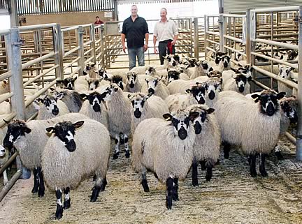 David Verity, right, with his Skipton Masham wether champions, joined by co-sponsor Robert Garth, of JG Animal Health.