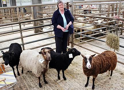 Shetland pen