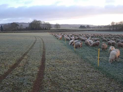 Sheep Grazing